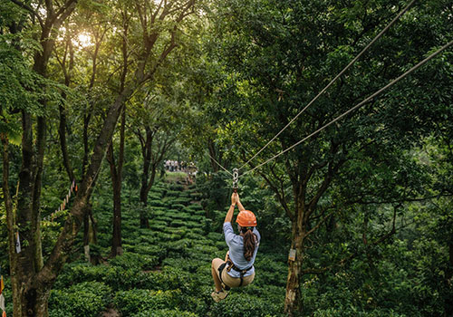 Jungle Adventure Activities